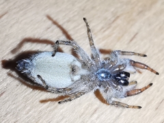 Pseudicius encarpatus