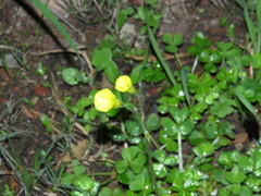 Oxalis compressa