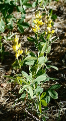 Thermopsis montana
