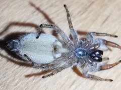 Pseudicius encarpatus