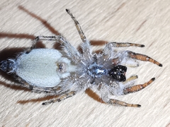 Pseudicius encarpatus