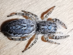 Pseudicius encarpatus