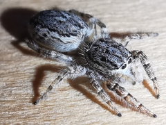 Pseudicius encarpatus