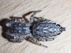 Pseudicius encarpatus