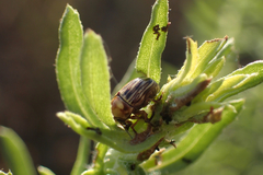 Cryptocephalus spurcus