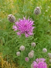 Centaurea scabiosa