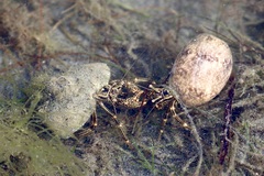 Clibanarius eurysternus