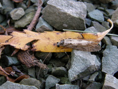 Stenopsyche marmorata