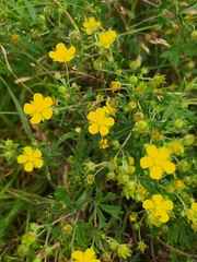 Potentilla argentea
