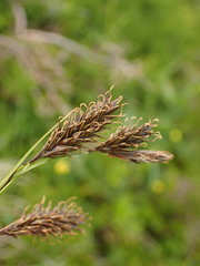 Carex atrata