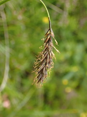 Carex atrata