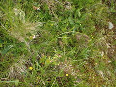 Carex atrata