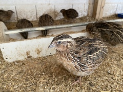 Coturnix