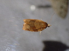 Pandemis cinnamomeana