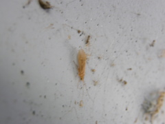 Ecclisomyia digitata