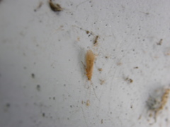 Ecclisomyia digitata