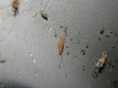 Ecclisomyia digitata