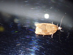 Pandemis cinnamomeana