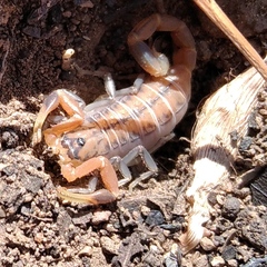 Uroplectes planimanus