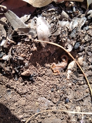 Uroplectes planimanus