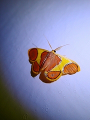 Plutodes