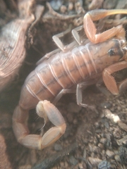 Uroplectes planimanus