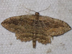 Philereme transversata