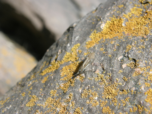 Apatania majuscula