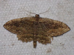 Philereme transversata