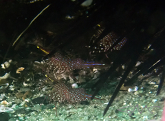 Rhynchocinetes serratus