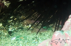 Rhynchocinetes serratus