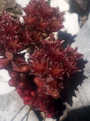 Sedum atratum