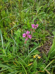 Pedicularis rostratocapitata
