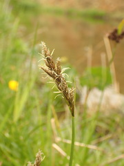 Carex leporina