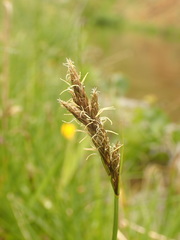 Carex leporina