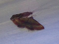 Phytometra viridaria