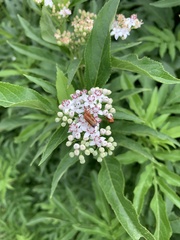 Rhagonycha fulva