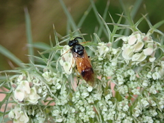 Arge melanochra