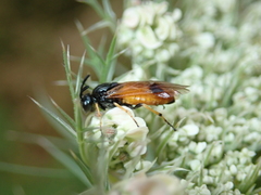Arge melanochra