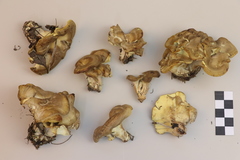 Xanthoporus syringae