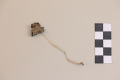 Coprinellus angulatus