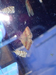 Phytometra viridaria