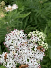 Rhagonycha fulva
