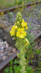 Verbascum speciosum