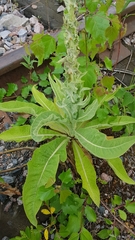 Verbascum speciosum