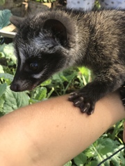 Paradoxurus musangus