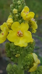 Verbascum speciosum