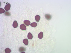 Coprinellus angulatus