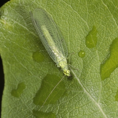 Chrysopa abbreviata