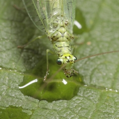 Chrysopa abbreviata